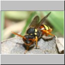 Nomada fucata - Wespenbiene w01c 8mm.jpg